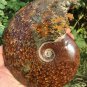 NATURAL "Goat Horn" Fossil Ammonite Fossil Polished Douvilleiceras Madagascar