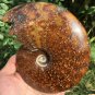 NATURAL "Goat Horn" Fossil Ammonite Fossil Polished Douvilleiceras Madagascar