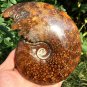 NATURAL "Goat Horn" Fossil Ammonite Fossil Polished Douvilleiceras Madagascar