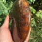 NATURAL "Goat Horn" Fossil Ammonite Fossil Polished Douvilleiceras Madagascar