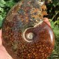 NATURAL "Goat Horn" Fossil Ammonite Fossil Polished Douvilleiceras Madagascar