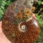 NATURAL "Goat Horn" Fossil Ammonite Fossil Polished Douvilleiceras Madagascar