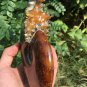 NATURAL "Goat Horn" Fossil Ammonite Fossil Polished Douvilleiceras Madagascar