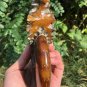 NATURAL "Goat Horn" Fossil Ammonite Fossil Polished Douvilleiceras Madagascar