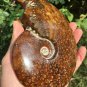 NATURAL "Goat Horn" Fossil Ammonite Fossil Polished Douvilleiceras Madagascar