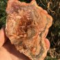 246g COLORFUL RAINBOW FANTASTIC Madagascar Petrified Wood Round Slab Bark #MHS11