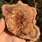 246g COLORFUL RAINBOW FANTASTIC Madagascar Petrified Wood Round Slab Bark #MHS11
