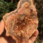 246g COLORFUL RAINBOW FANTASTIC Madagascar Petrified Wood Round Slab Bark #MHS11