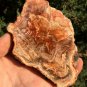246g COLORFUL RAINBOW FANTASTIC Madagascar Petrified Wood Round Slab Bark #MHS11