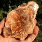 246g COLORFUL RAINBOW FANTASTIC Madagascar Petrified Wood Round Slab Bark #MHS11