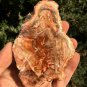 246g COLORFUL RAINBOW FANTASTIC Madagascar Petrified Wood Round Slab Bark #MHS11
