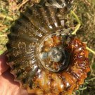 733g Natural Douvilleiceras Polished "Goat Horn" Fossil Ammonite crystal #DZ29