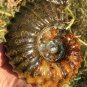 733g Natural Douvilleiceras Polished "Goat Horn" Fossil Ammonite crystal #DZ29