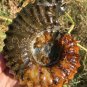 733g Natural Douvilleiceras Polished "Goat Horn" Fossil Ammonite crystal #DZ29