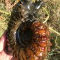 733g Natural Douvilleiceras Polished "Goat Horn" Fossil Ammonite crystal #DZ29
