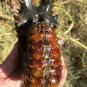 733g Natural Douvilleiceras Polished "Goat Horn" Fossil Ammonite crystal #DZ29