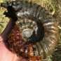 733g Natural Douvilleiceras Polished "Goat Horn" Fossil Ammonite crystal #DZ29