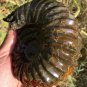 733g Natural Douvilleiceras Polished "Goat Horn" Fossil Ammonite crystal #DZ29