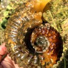 976g Natural Douvilleiceras Polished "Goat Horn" Fossil Ammonite crystal #DZ38