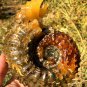976g Natural Douvilleiceras Polished "Goat Horn" Fossil Ammonite crystal #DZ38