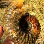 976g Natural Douvilleiceras Polished "Goat Horn" Fossil Ammonite crystal #DZ38