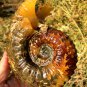 976g Natural Douvilleiceras Polished "Goat Horn" Fossil Ammonite crystal #DZ38