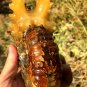976g Natural Douvilleiceras Polished "Goat Horn" Fossil Ammonite crystal #DZ38