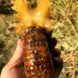 976g Natural Douvilleiceras Polished "Goat Horn" Fossil Ammonite crystal #DZ38