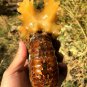 976g Natural Douvilleiceras Polished "Goat Horn" Fossil Ammonite crystal #DZ38