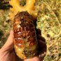 976g Natural Douvilleiceras Polished "Goat Horn" Fossil Ammonite crystal #DZ38