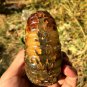 976g Natural Douvilleiceras Polished "Goat Horn" Fossil Ammonite crystal #DZ38
