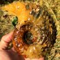 976g Natural Douvilleiceras Polished "Goat Horn" Fossil Ammonite crystal #DZ38
