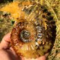 976g Natural Douvilleiceras Polished "Goat Horn" Fossil Ammonite crystal #DZ38