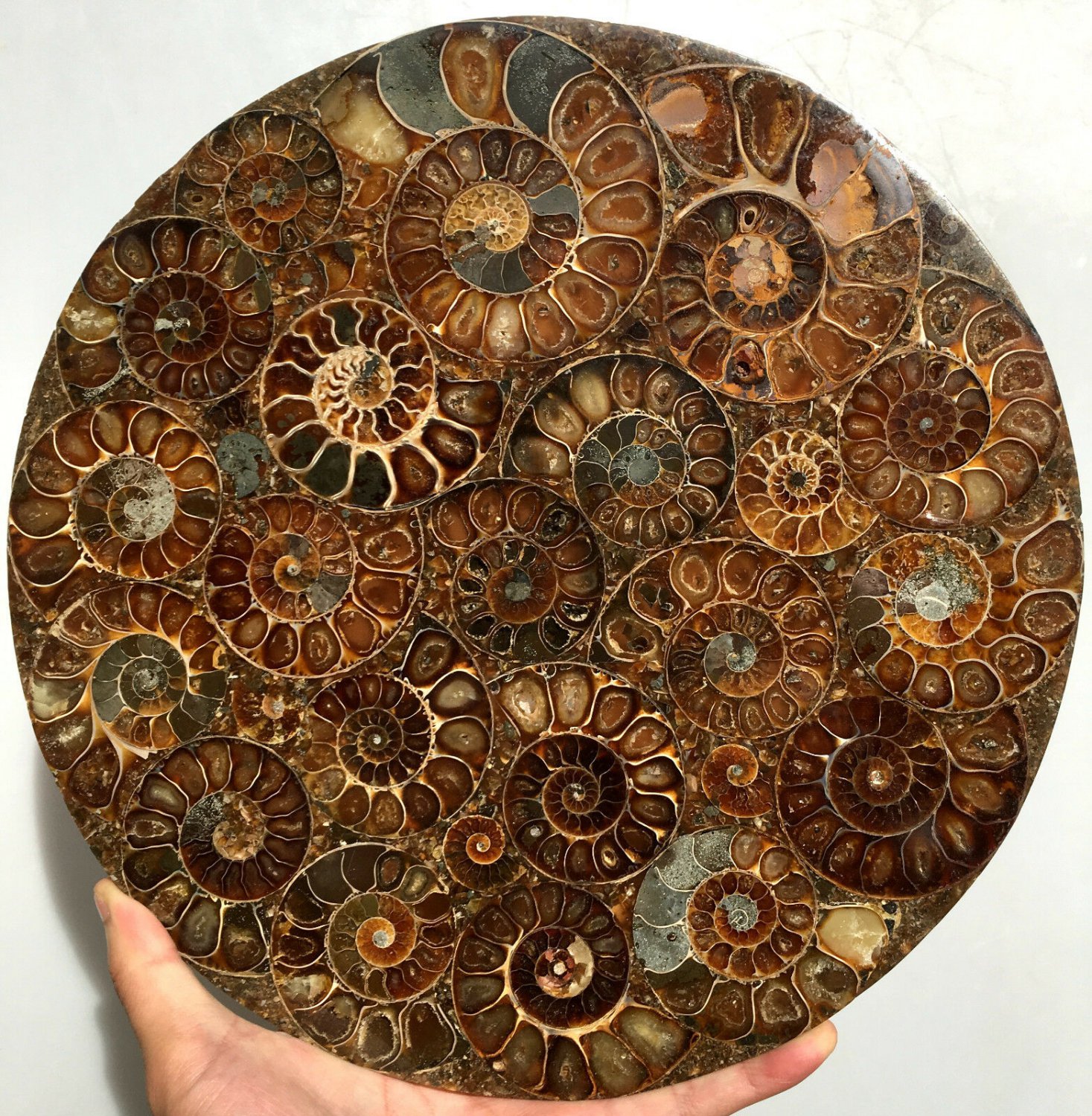 Large AMMONITE SHELL JURASSIC FOSSIL DISK HALF CUT w/ACRYLIC STAND-Madagascar