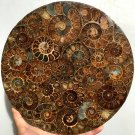 Large AMMONITE SHELL JURASSIC FOSSIL DISK HALF CUT w/ACRYLIC STAND-Madagascar