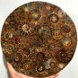 Large AMMONITE SHELL JURASSIC FOSSIL DISK HALF CUT w/ACRYLIC STAND-Madagascar