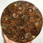 Large AMMONITE SHELL JURASSIC FOSSIL DISK HALF CUT w/ACRYLIC STAND-Madagascar