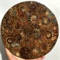 Large AMMONITE SHELL JURASSIC FOSSIL DISK HALF CUT w/ACRYLIC STAND-Madagascar