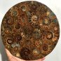 Large AMMONITE SHELL JURASSIC FOSSIL DISK HALF CUT w/ACRYLIC STAND-Madagascar