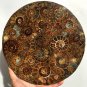 Large AMMONITE SHELL JURASSIC FOSSIL DISK HALF CUT w/ACRYLIC STAND-Madagascar