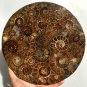 Large AMMONITE SHELL JURASSIC FOSSIL DISK HALF CUT w/ACRYLIC STAND-Madagascar