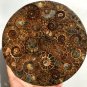 Large AMMONITE SHELL JURASSIC FOSSIL DISK HALF CUT w/ACRYLIC STAND-Madagascar