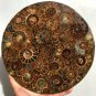 Large AMMONITE SHELL JURASSIC FOSSIL DISK HALF CUT w/ACRYLIC STAND-Madagascar