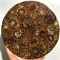 Large AMMONITE SHELL JURASSIC FOSSIL DISK HALF CUT w/ACRYLIC STAND-Madagascar