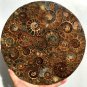Large AMMONITE SHELL JURASSIC FOSSIL DISK HALF CUT w/ACRYLIC STAND-Madagascar