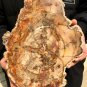 2137g COLORFUL RAINBOW FANTASTIC Madagascar Petrified Wood Round Slab Bark #DMH6