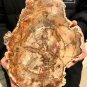 2137g COLORFUL RAINBOW FANTASTIC Madagascar Petrified Wood Round Slab Bark #DMH6