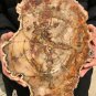 2137g COLORFUL RAINBOW FANTASTIC Madagascar Petrified Wood Round Slab Bark #DMH6