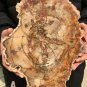 2137g COLORFUL RAINBOW FANTASTIC Madagascar Petrified Wood Round Slab Bark #DMH6