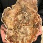 2137g COLORFUL RAINBOW FANTASTIC Madagascar Petrified Wood Round Slab Bark #DMH6